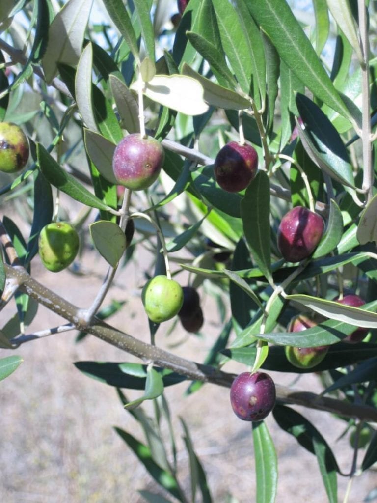 Olives