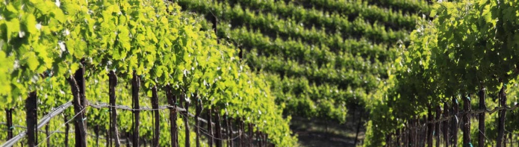 wente vines