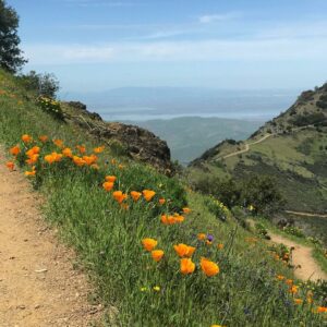 California Poppies line a trail at Mount Diablo State Park