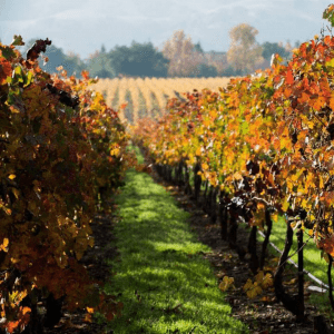 orange and amber colored vineyards in the fall
