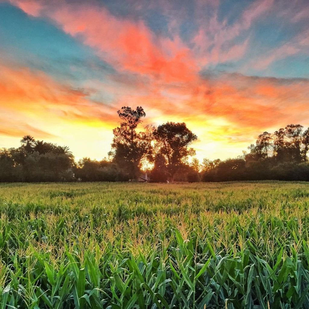 G&M Farms Corn Maze Sunset