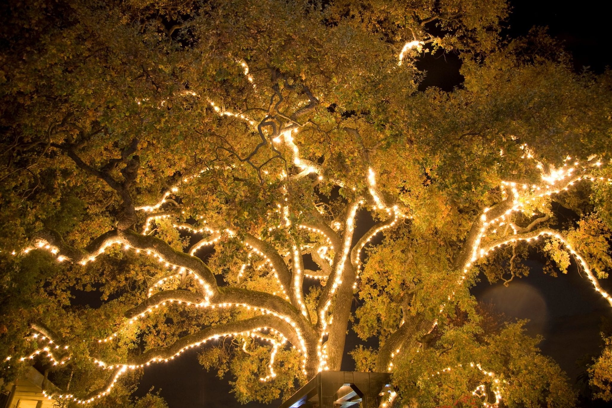 Lighting of the Old Oak Tree - Visit Tri-Valley