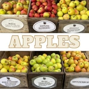 bins of apples at alden lane nursey