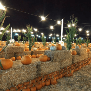pumpkin patch at night