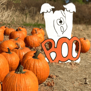 pumpkin patch with ghost decor