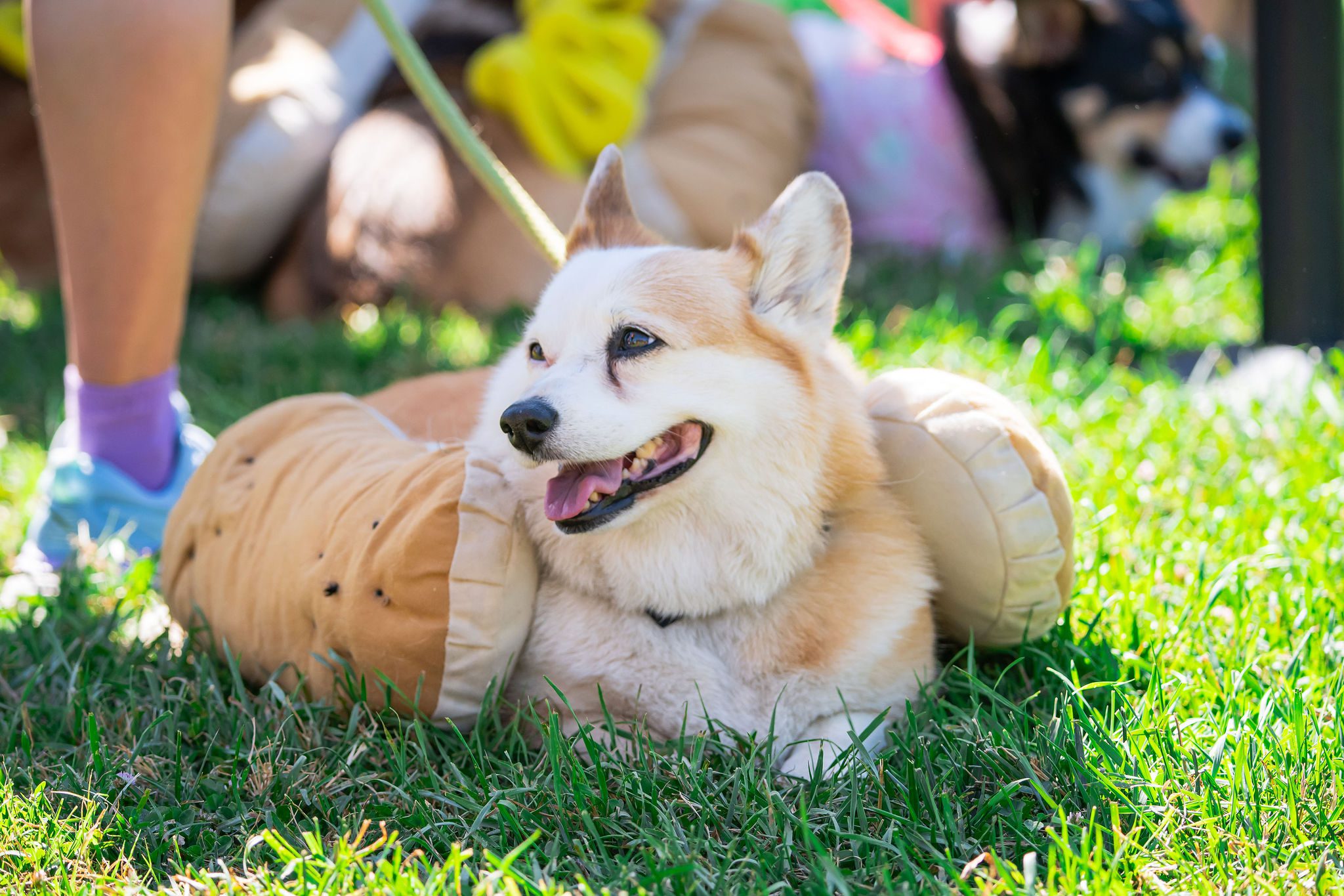 Dog-Friendly Guide to Downtown Pleasanton