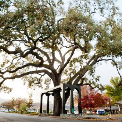 Danville Oak Tree