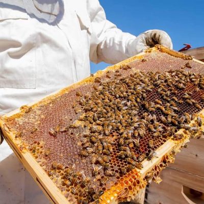 Beekeeping Workshops
