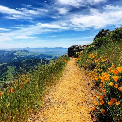 California Poppies line a trail at Mount Diablo State Park