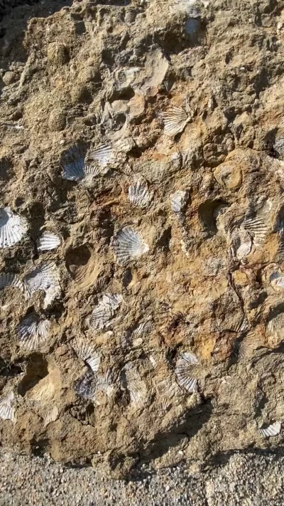 mount-diablo-state-park-fossils